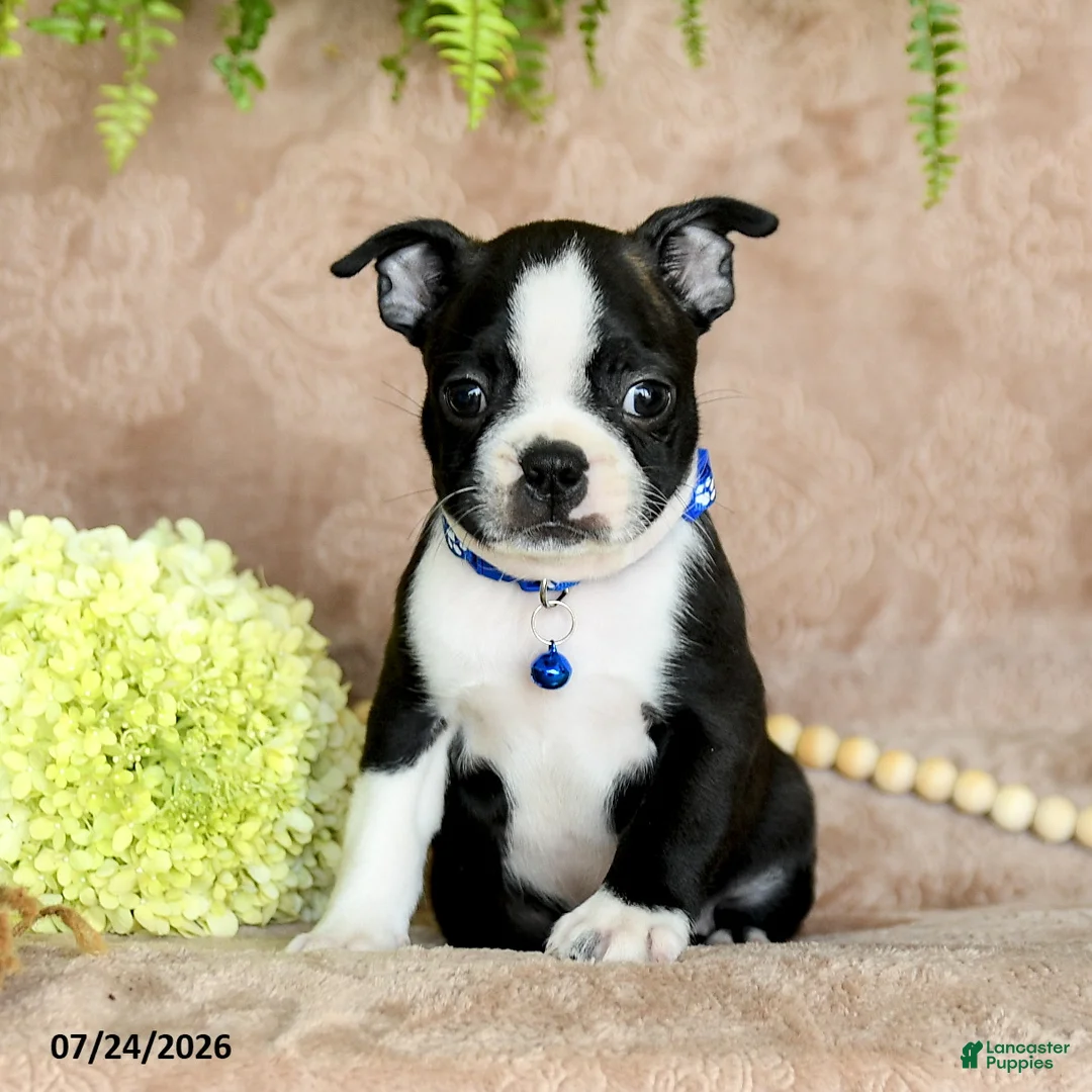 Boston Terrier dogs for sale: Dasher - Ad 2