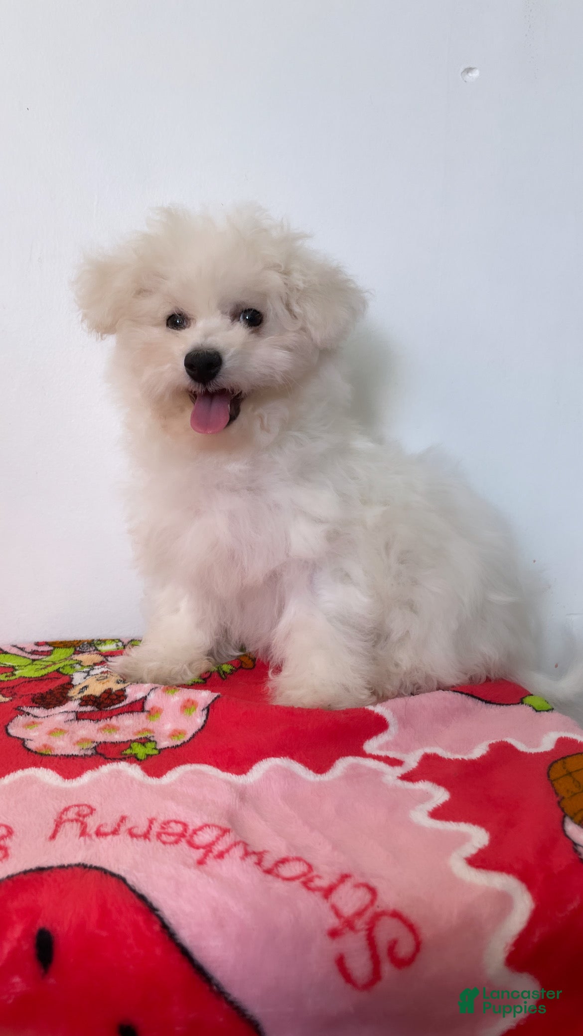 Maltipoo dogs Cupcake  - Ad 2