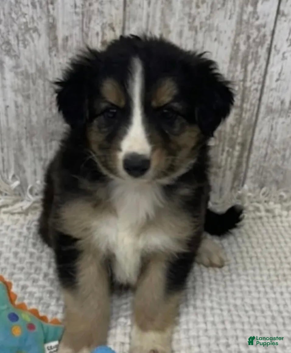 Australian Shepherd dogs Australian Shepherd 3 - Ad 17