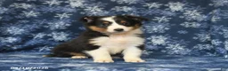 Shetland Sheepdog dogs for sale: Peaches - Ad 2