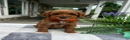 Mini Goldendoodle dogs for sale: Clara - Ad 1