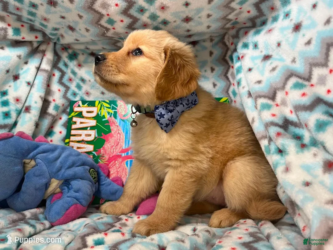 Golden Retriever dogs for sale: Lady Gya  - Ad 5