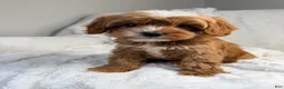 Cavapoo dogs for sale: Pluto-toy - Ad 8