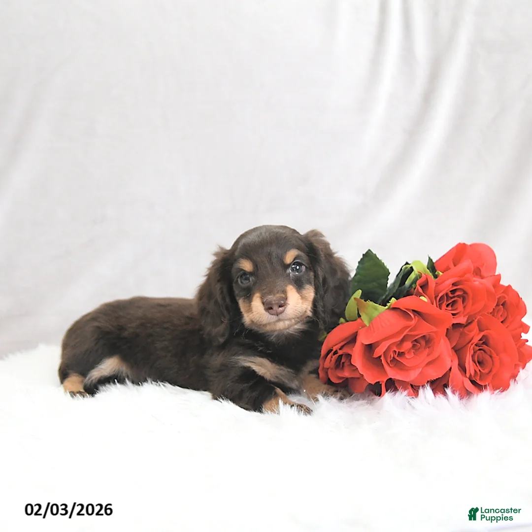 Miniature Dachshund dogs for sale: Paxton - Ad 5
