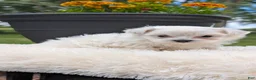Maltese dogs for sale: Macy - Ad 9