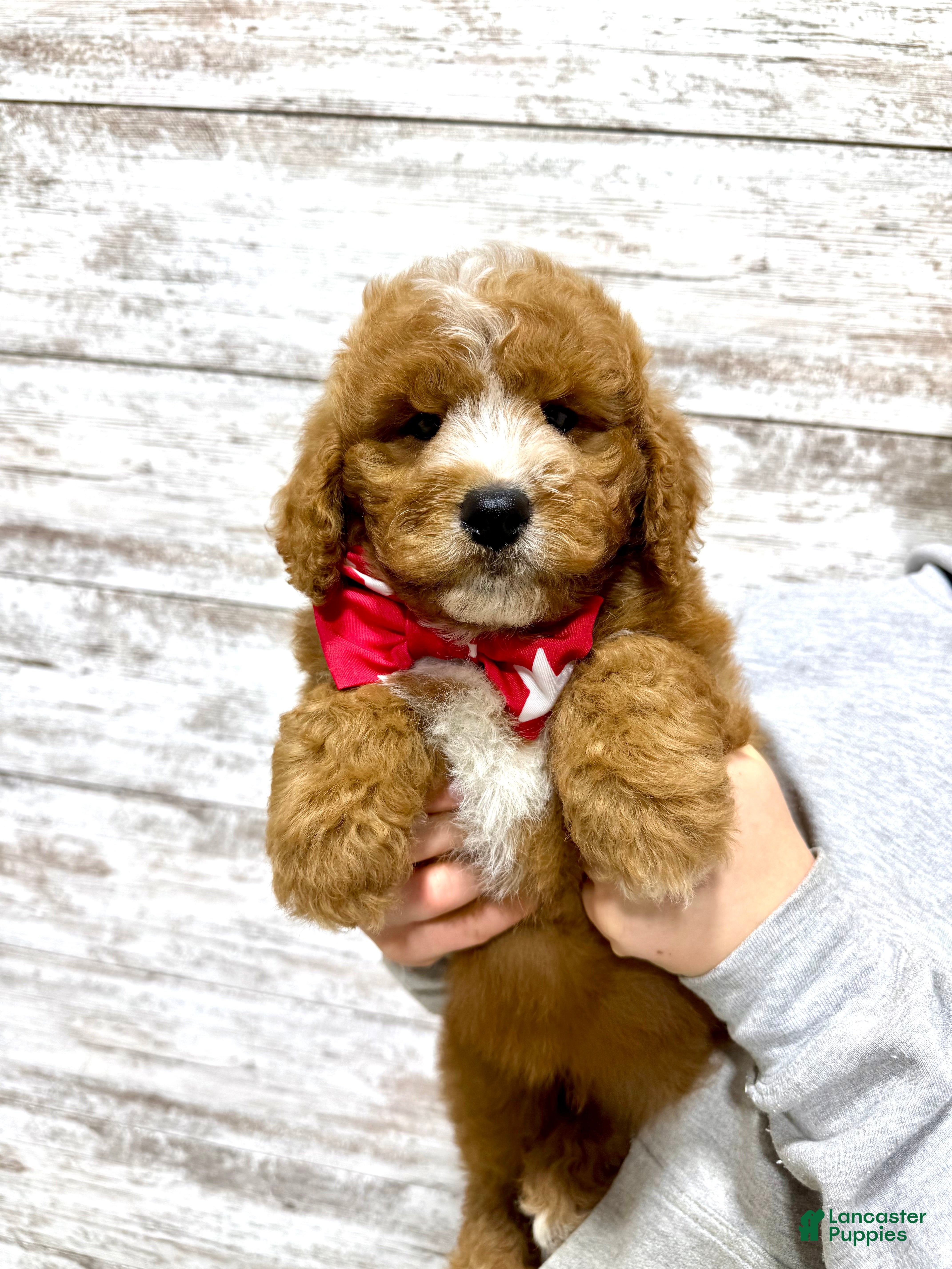 Mini Goldendoodle dogs Hunter - Ad 33