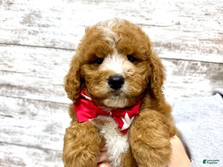 Mini Goldendoodle dogs Hunter - Ad 8