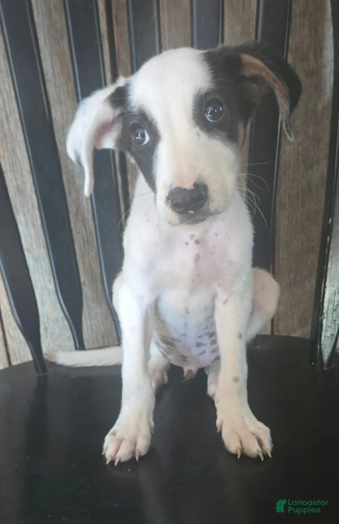 Mixed Breed dogs for sale: Forge - Ad 1