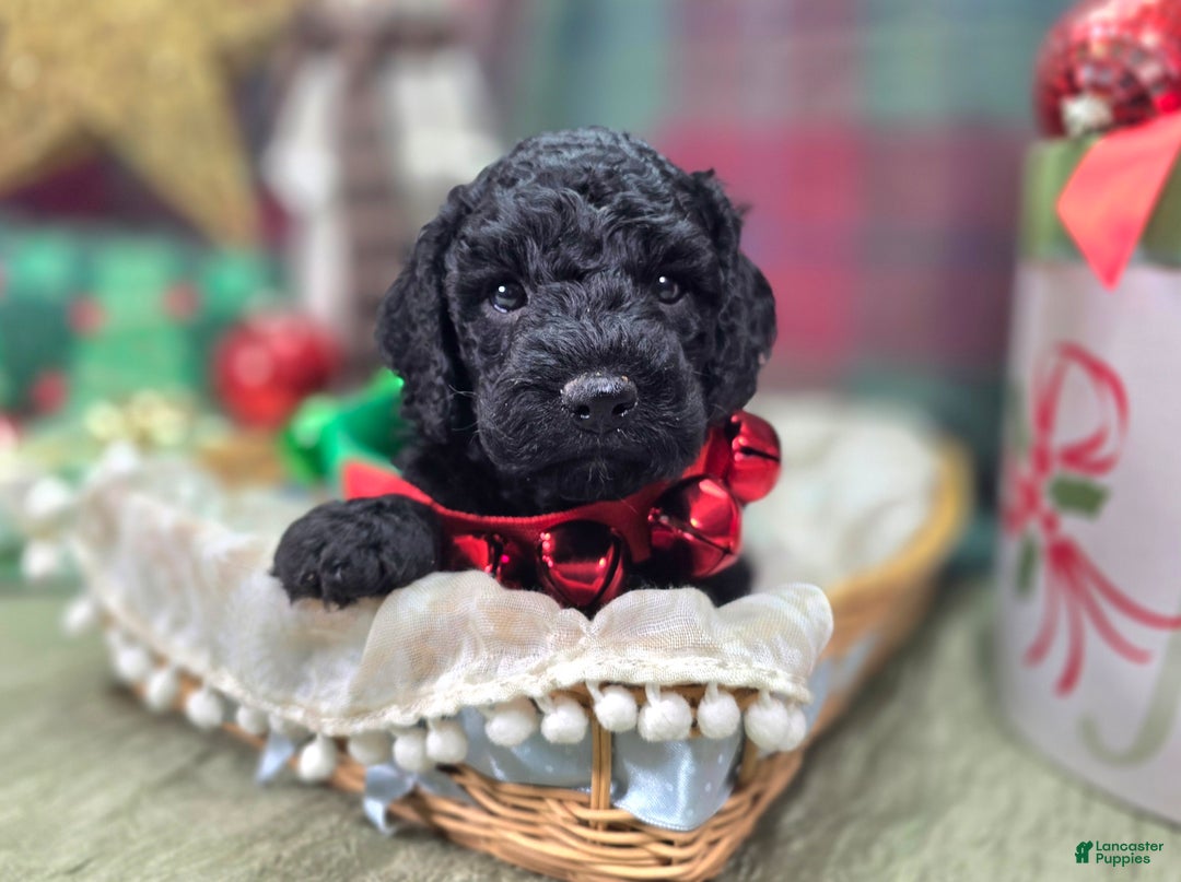Cockapoo dogs for sale: Foggy - Ad 23