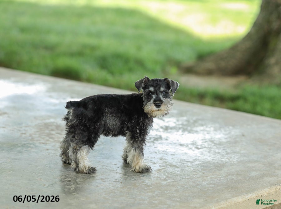 Miniature Schnauzer dogs Frazer - Ad 1