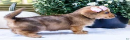 Mixed Breed dogs for sale: Coco - Ad 14