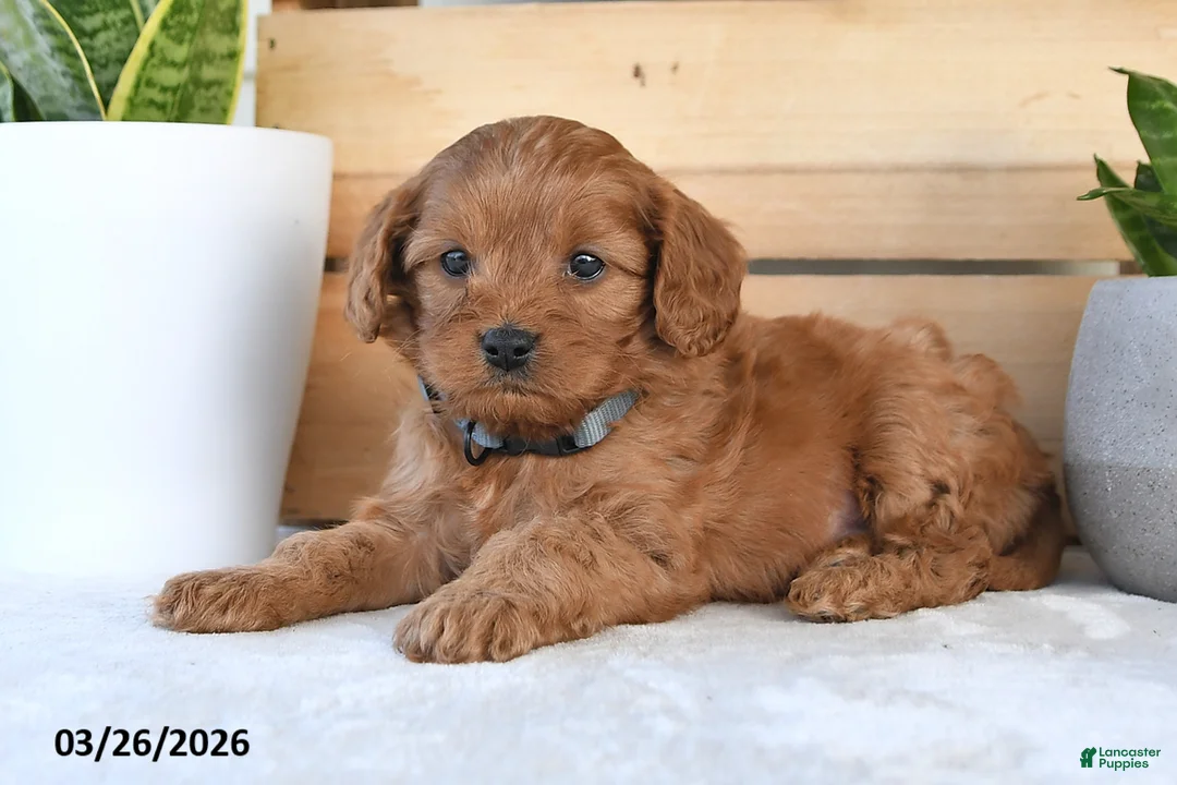 Cavapoo dogs for sale: Candy Corn - Ad 2