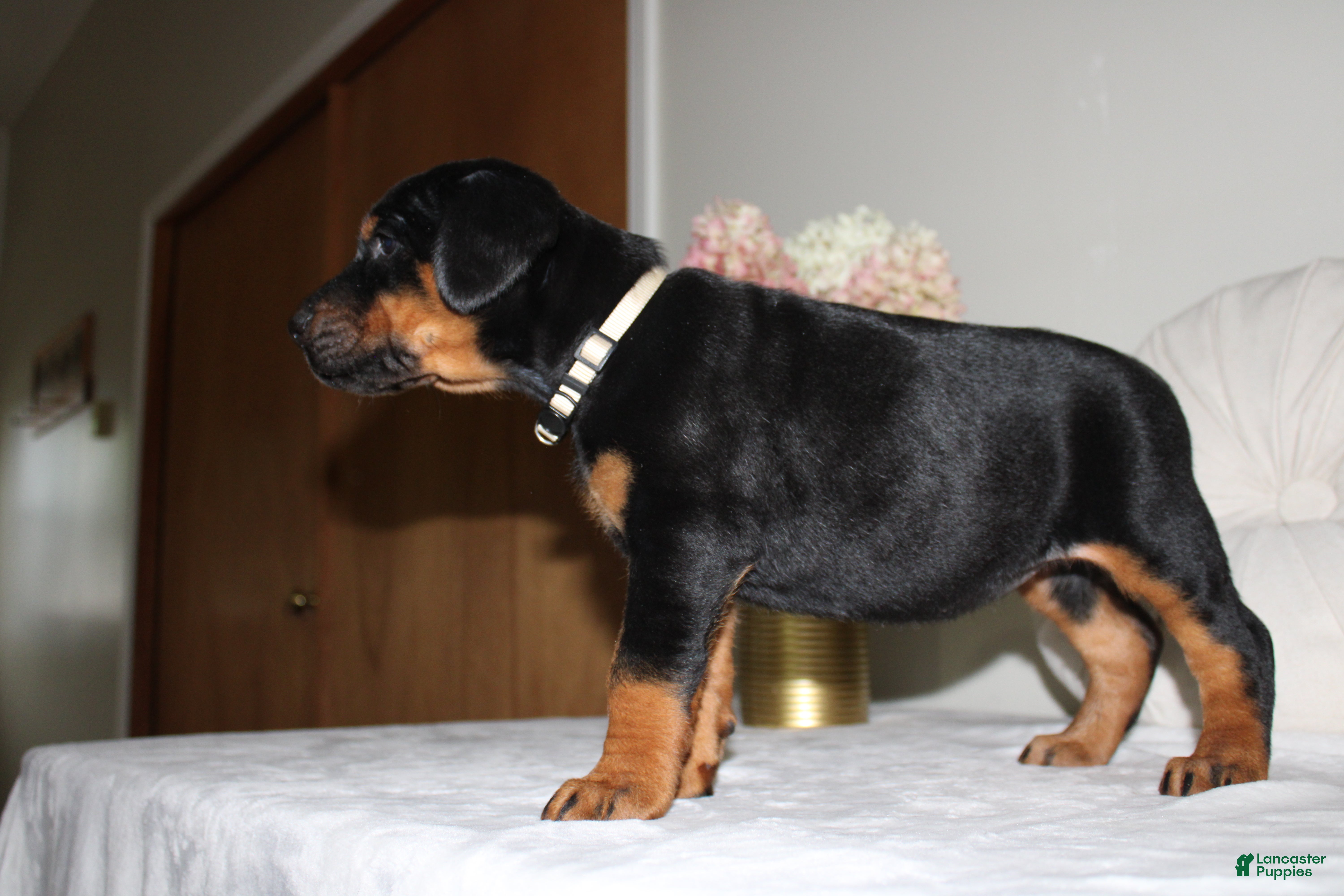 Doberman Pinscher dogs Charlie - Ad 2