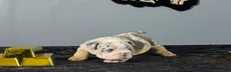 English Bulldog dogs for sale: English Bulldog 1 - Ad 5