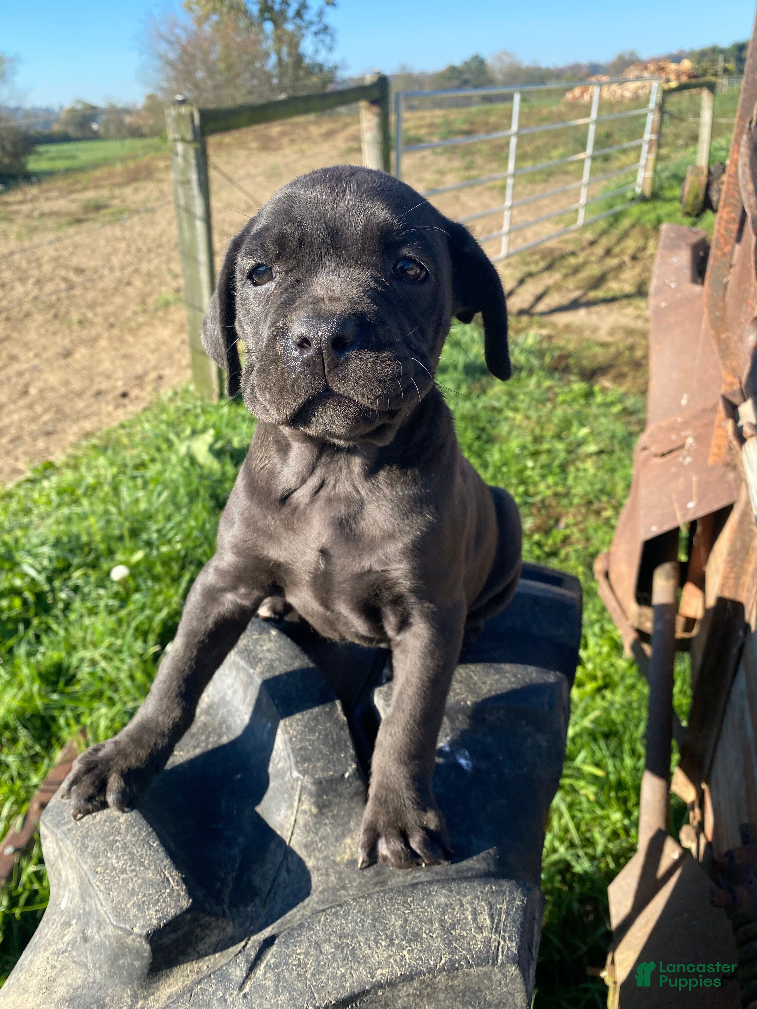 Cane Corso dogs for sale: Coco - Ad 2
