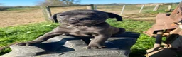 Cane Corso dogs for sale: Coco - Ad 2