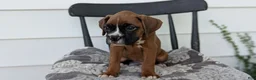 Boxer dogs for sale: Kai - Ad 8