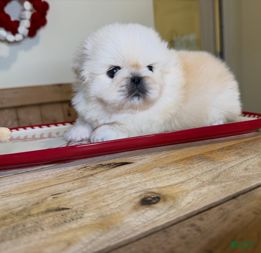 Pekingese dogs for sale: Finn - Ad 2