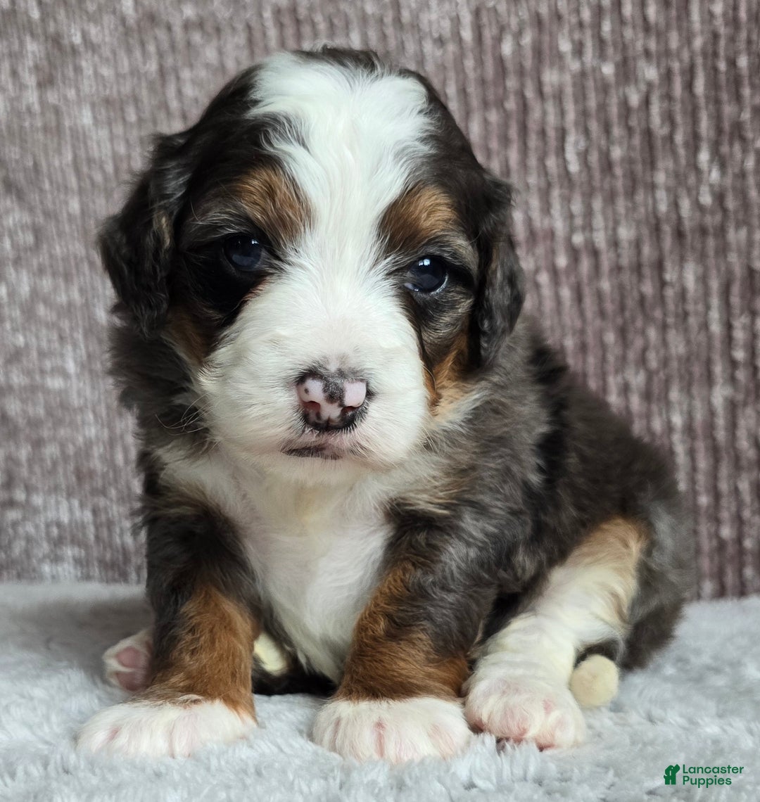 Mini Bernedoodle dogs for sale: Mini Izzy - Ad 11