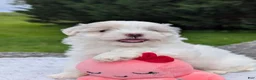 Maltese dogs for sale: Maltese 2 - Ad 12