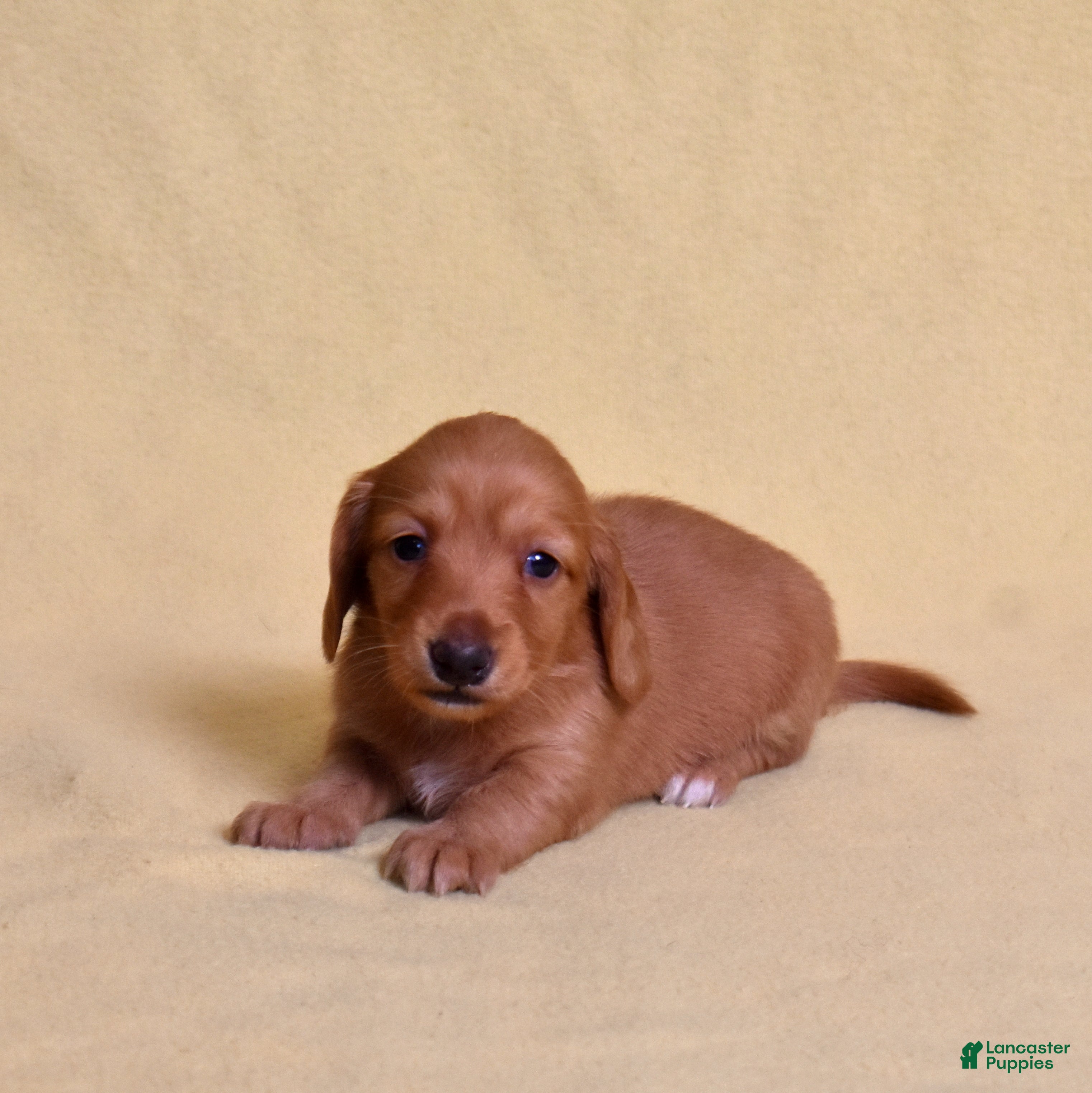 Miniature Dachshund dogs Chai - Ad 2