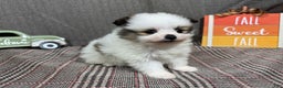 Pomeranian dogs for sale: Pomeranian Puppy 2 - Ad 2