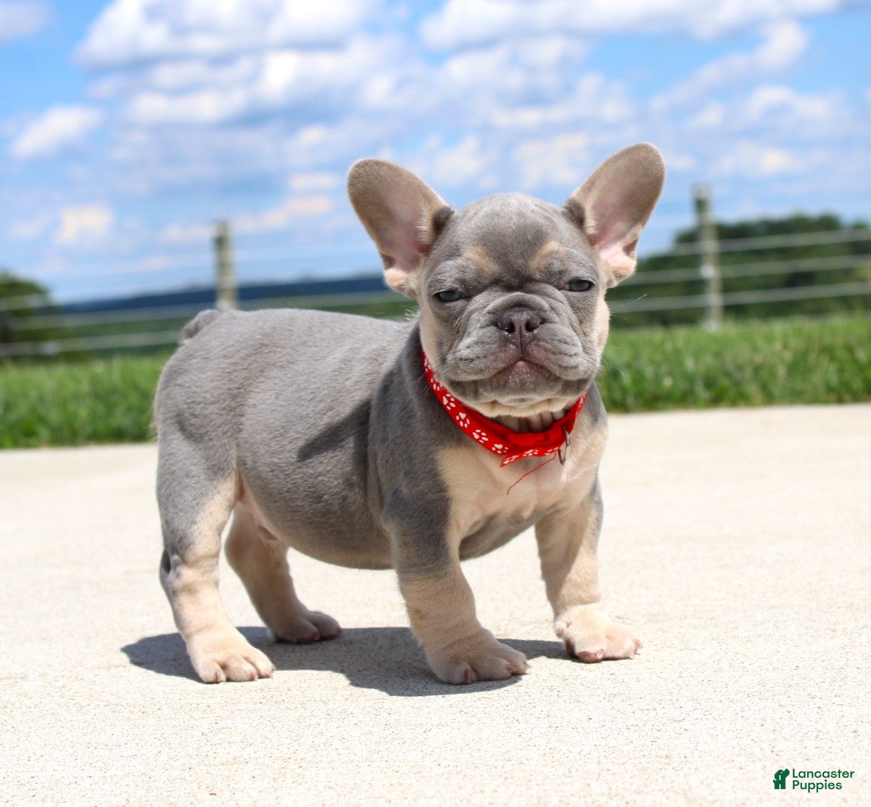 French Bulldog dogs Bentley - Ad 1