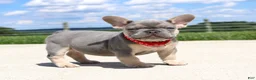 French Bulldog dogs for sale: Bentley - Ad 1