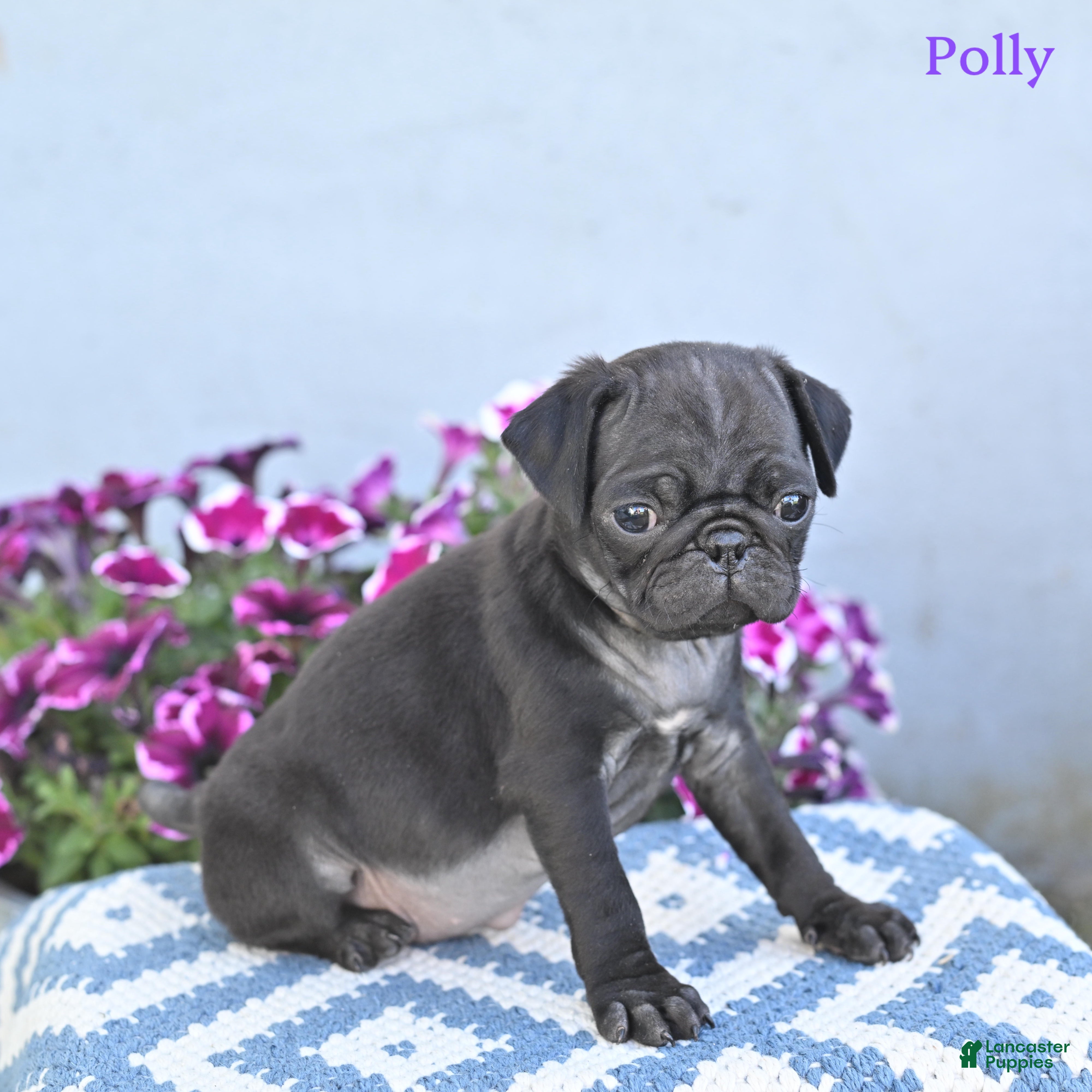 Pug dogs for sale: Polly - Ad 5
