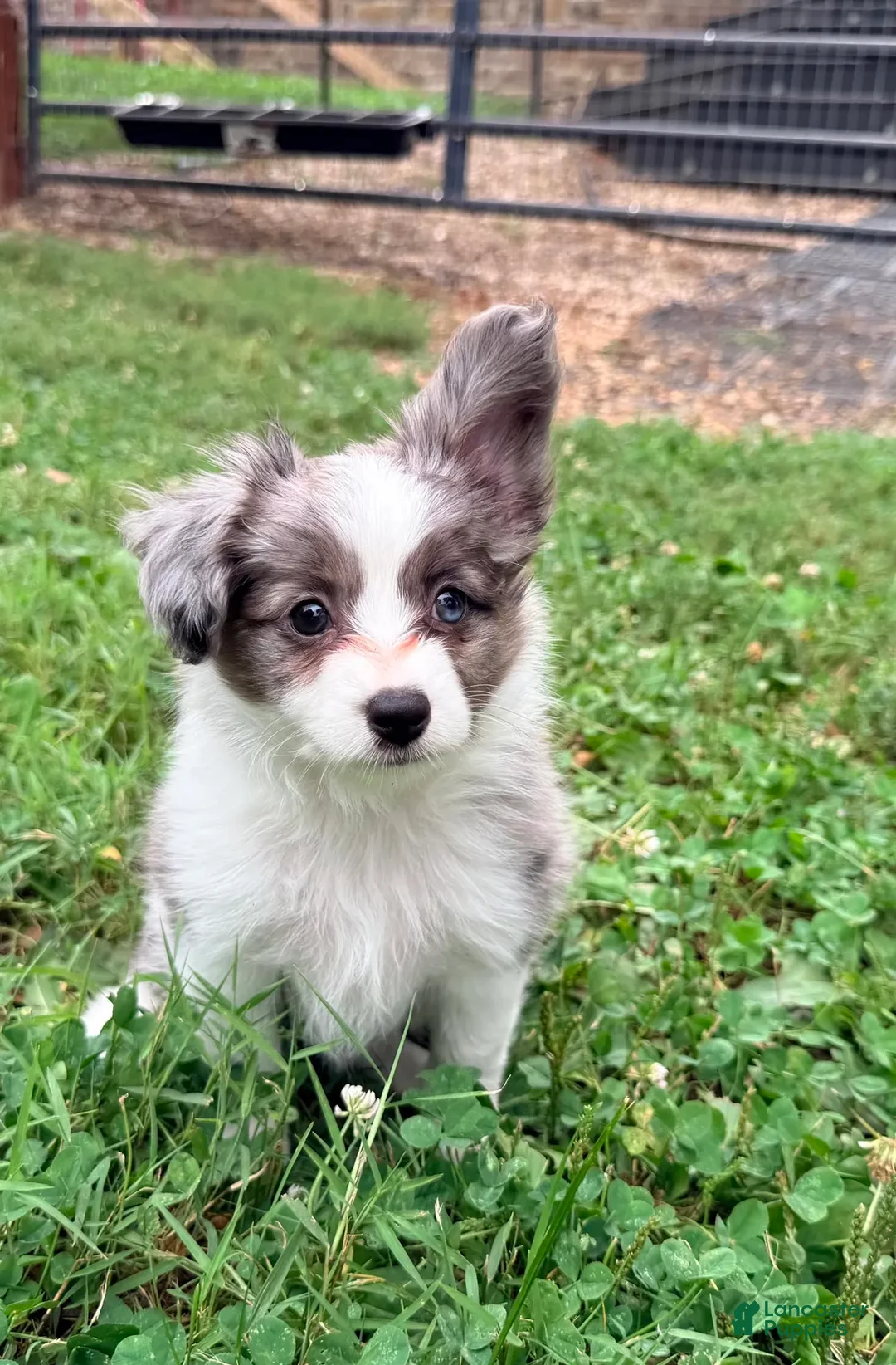 Mixed Breed dogs for sale: Skittles - Ad 2