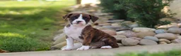 Boxer dogs for sale: Leo - Ad 13