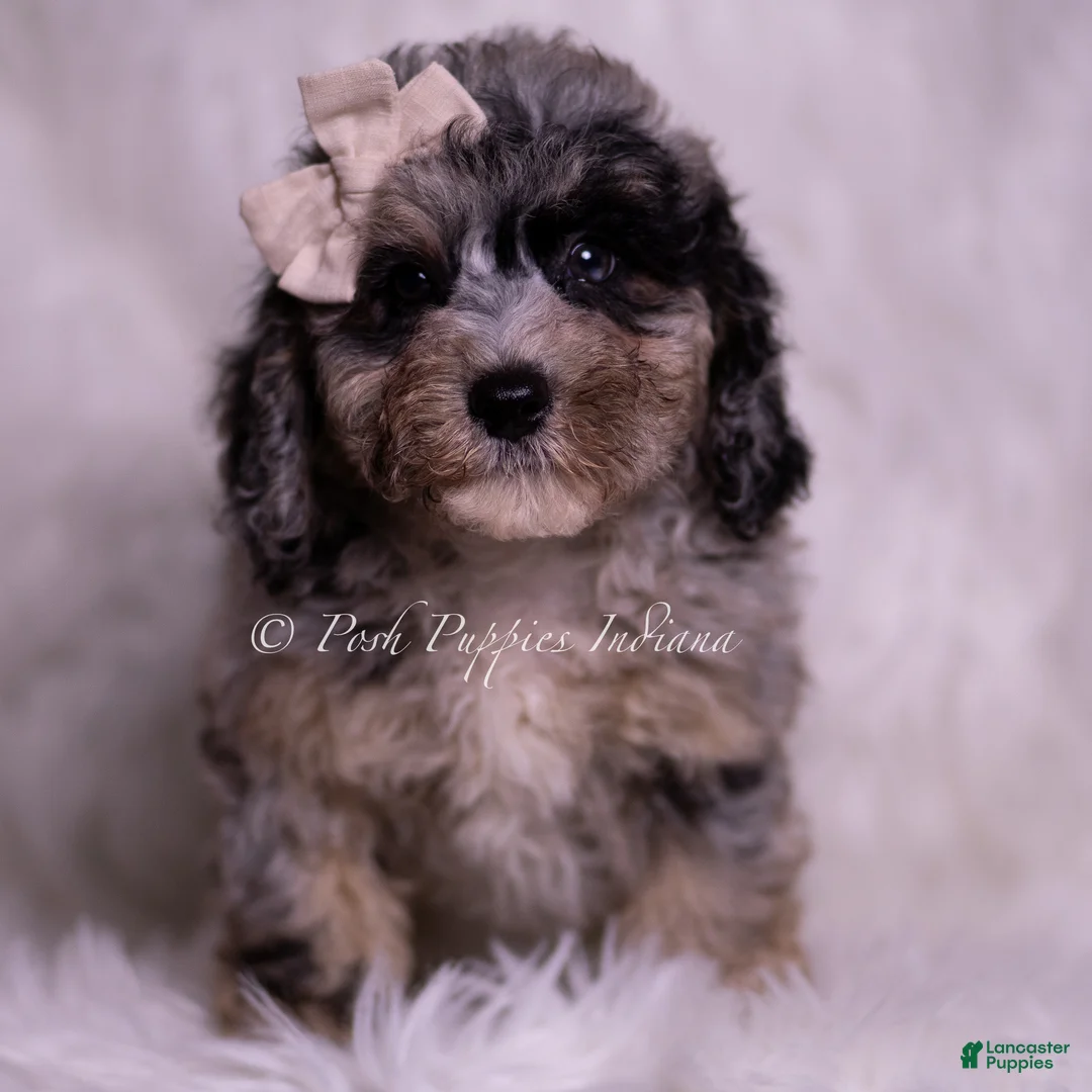 Miniature Poodle dogs for sale: Aster - Ad 6