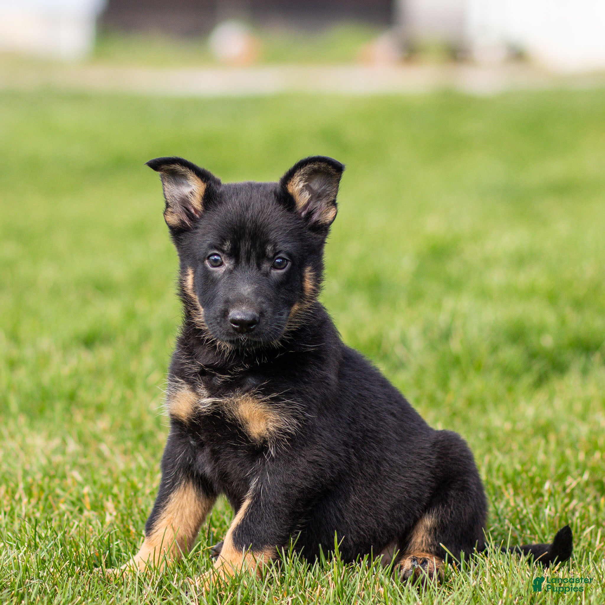 German Shepherd dogs Sabrina German Shepherd Puppy  - Ad 2