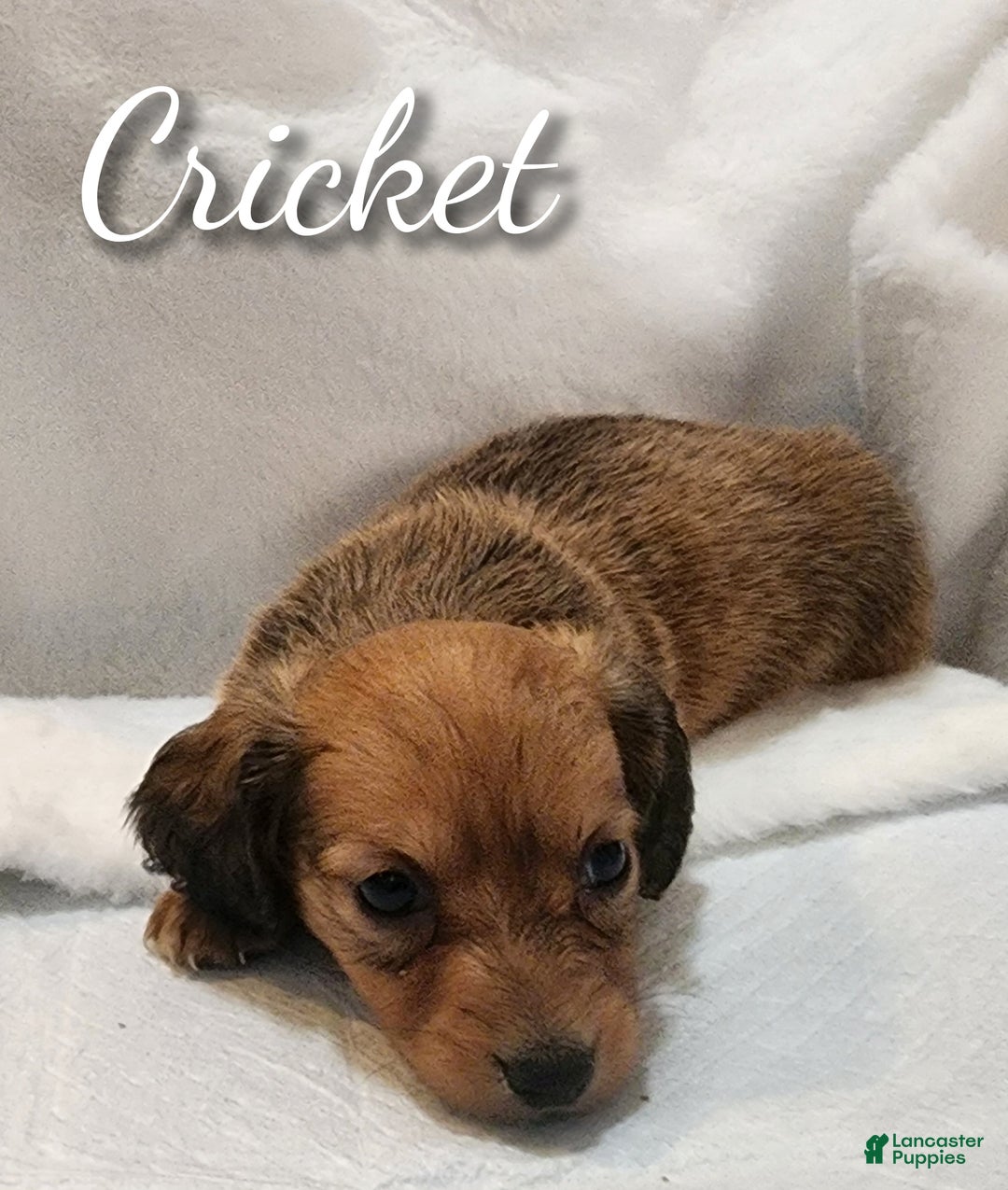 Miniature Dachshund dogs for sale: Cricket long hair  - Ad 2