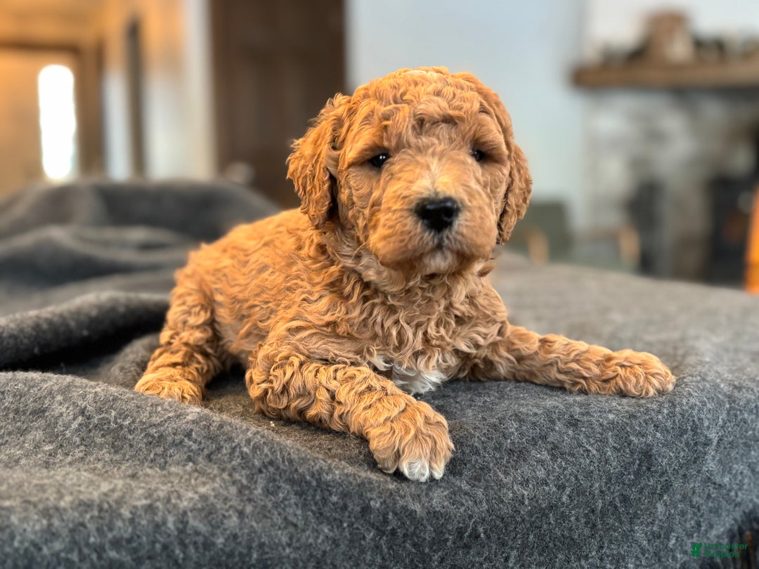 Goldendoodle dogs for sale: Mojo - Ad 3
