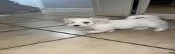 Maltese dogs for sale: Maltese 1 - Ad 8