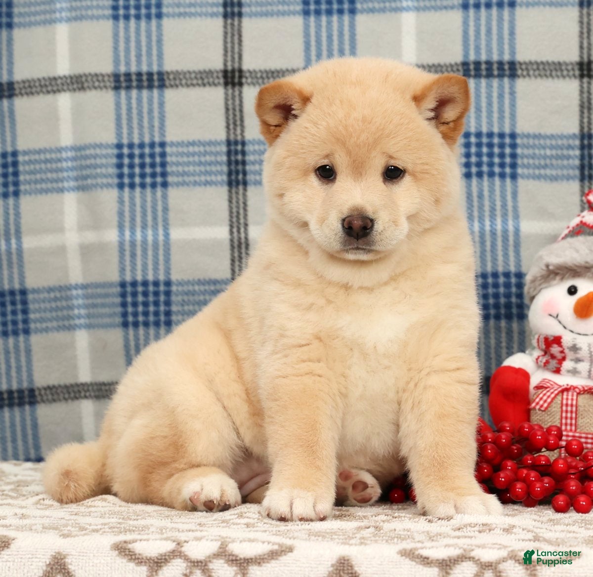 Shiba Inu dogs Jodie - Ad 16