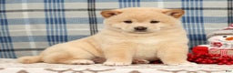 Shiba Inu dogs for sale: Jodie - Ad 1