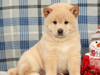 Shiba Inu dogs Jodie - Ad 16