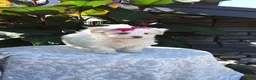 Havanese dogs for sale: Havanese 5 - Ad 2