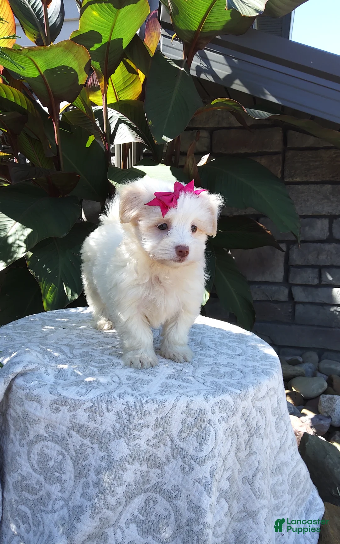 Havanese dogs for sale: Havanese 5 - Ad 2