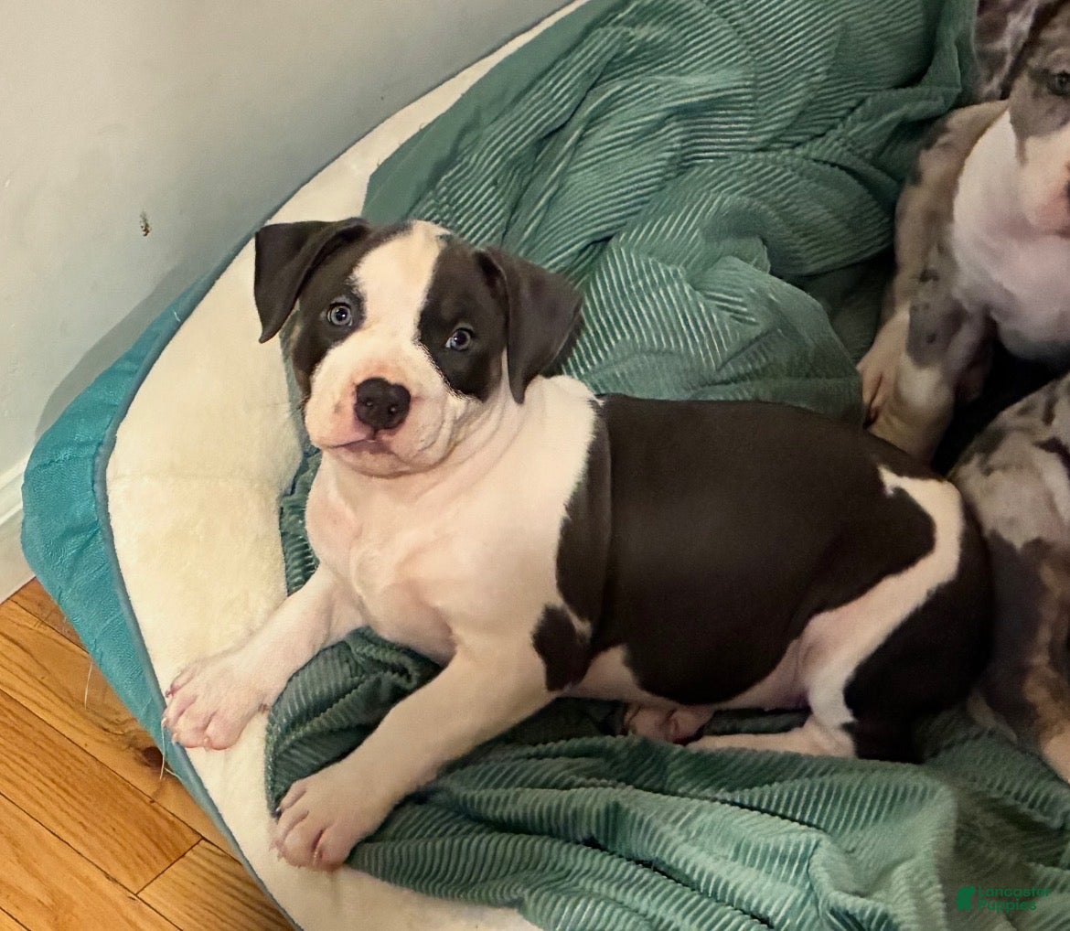 American Bully dogs American Bully (female#4) - Ad 1