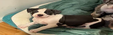 American Bully (female#4)