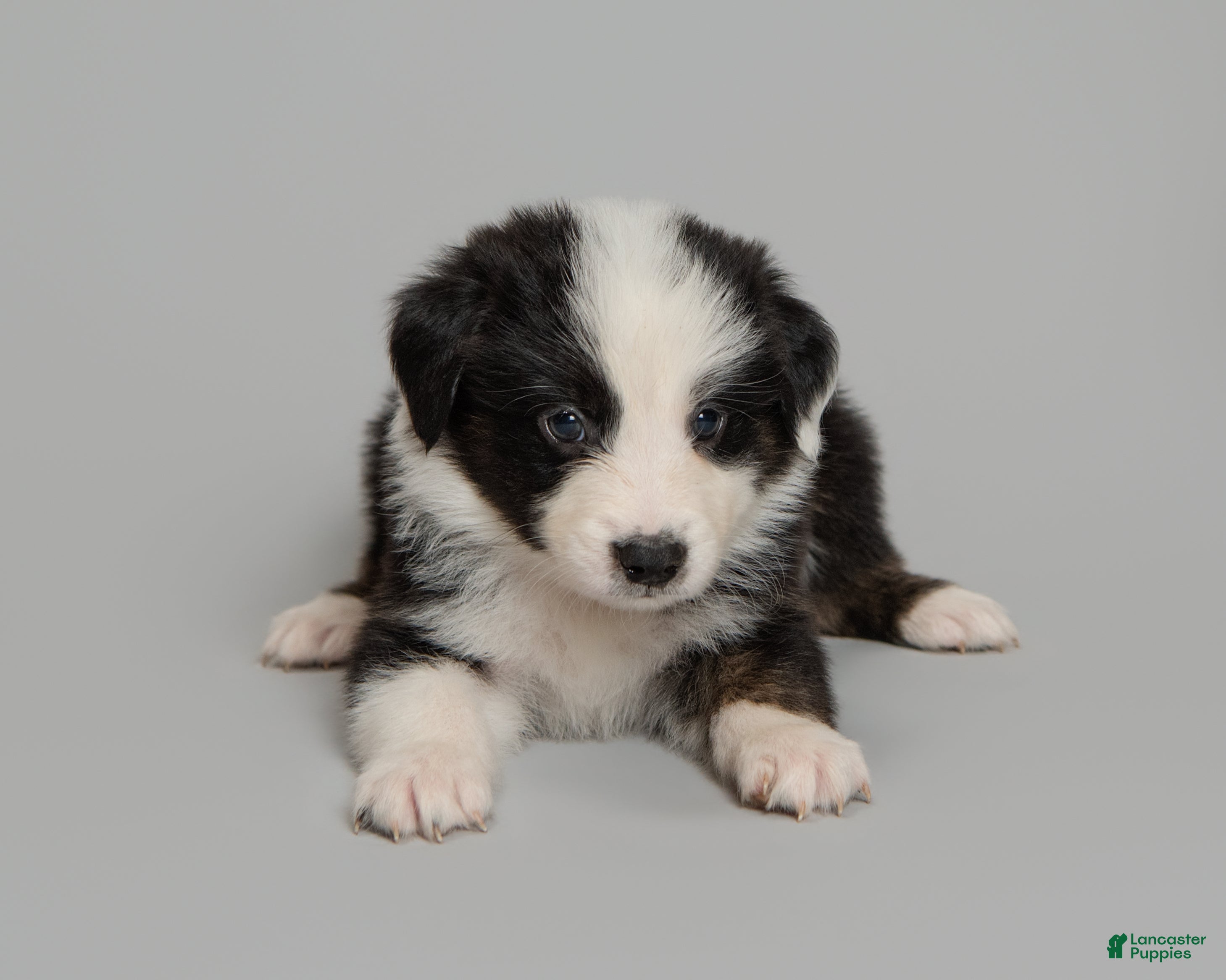 Australian Shepherd dogs Tipsy - Ad 1
