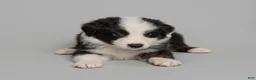 Australian Shepherd dogs for sale: Tipsy - Ad 1