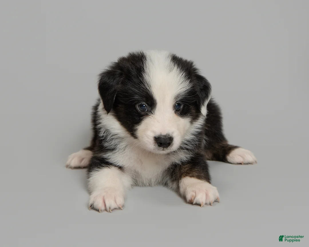 Australian Shepherd dogs for sale: Tipsy - Ad 1
