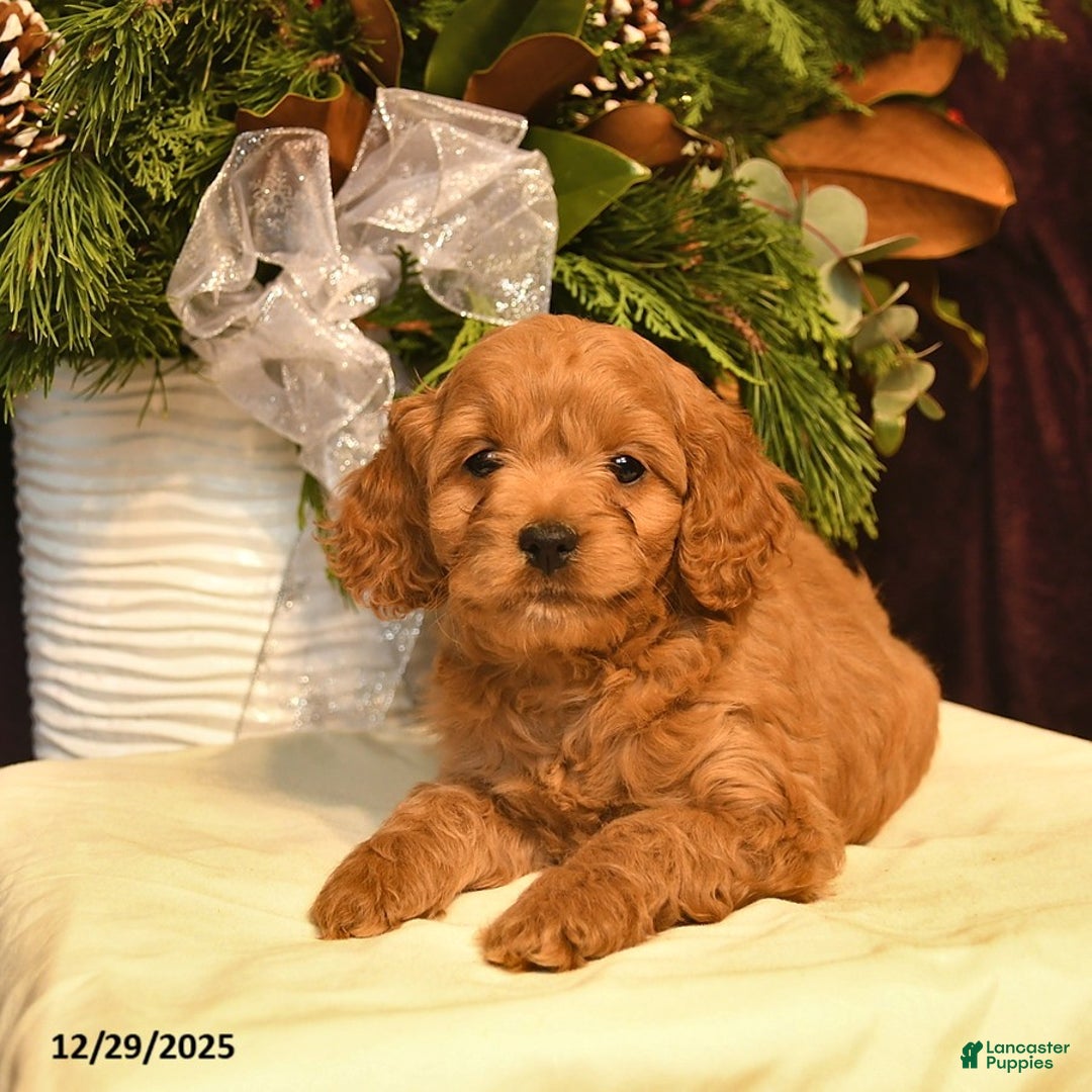 Cockapoo dogs for sale: Ivory - Ad 3