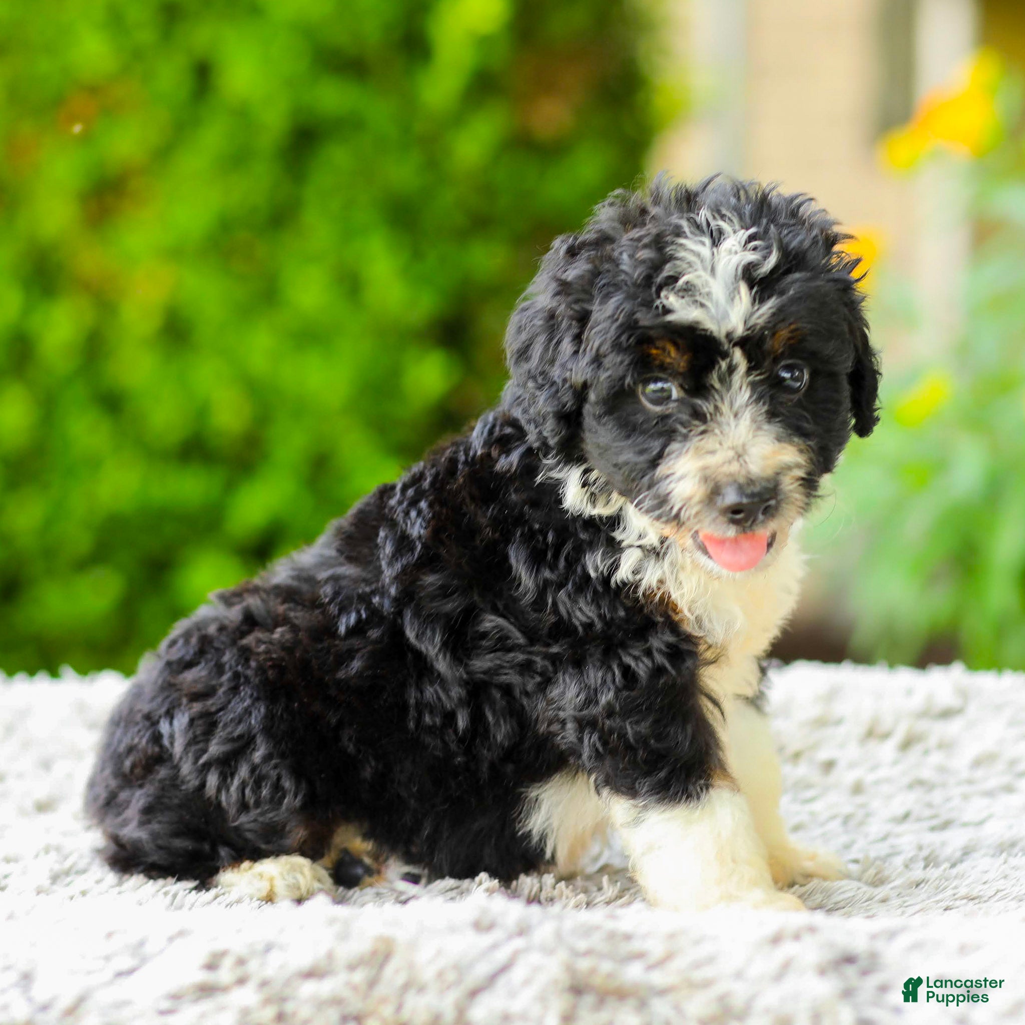 Mini Aussiedoodle dogs Archie - Ad 1
