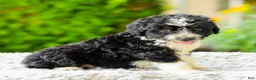 Mini Aussiedoodle dogs for sale: Archie - Ad 1