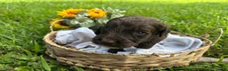 Goldendoodle dogs for sale: Goldendoodle 2 - Ad 5